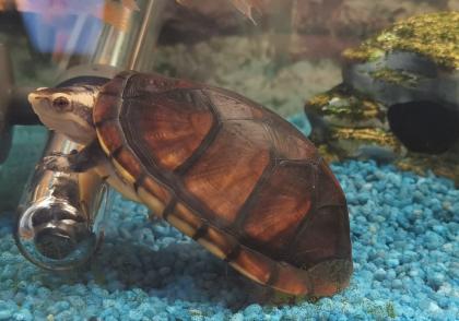 Schildkröte abzugeben - PLATZ VOR PREIS