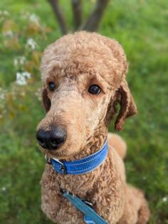 F1 Labradoodle abgabebereit