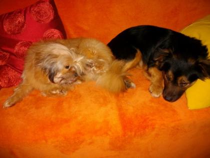 Mischlingshund Alfi sucht ein Zuhause