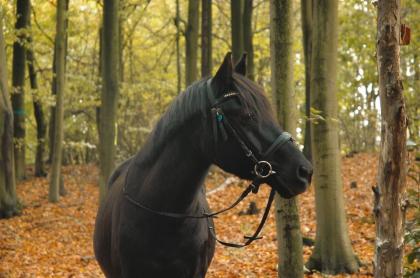 Wunderschöner Wallach Pony