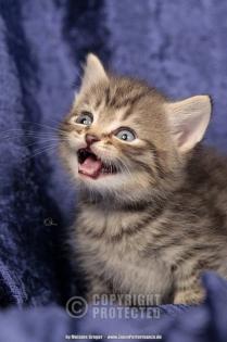 Zuckersüßer Britisch Kurzhaar Nachwuchs in golden-tabby silver-tabby-point
