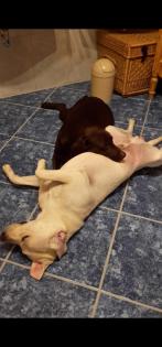 Verkaufe schöne Labrador Welpen
