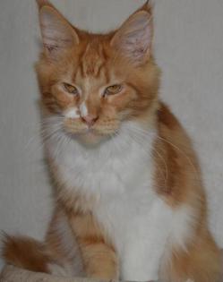 Maine Coon Youngster in red tabby w white mit Stammbaum
