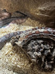 2 Kornnattern Braun/Grau Hellorange inkl. Terrarium