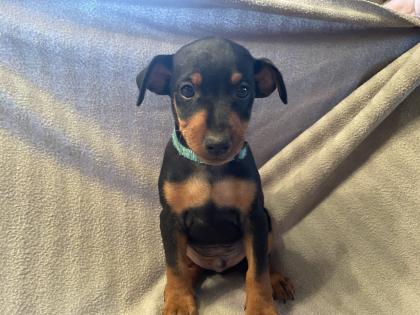 Reinrassige Zwergpinscher Welpen
