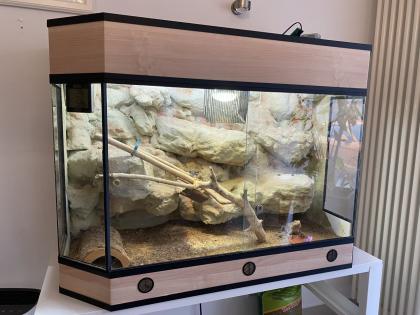 Bartagame Weibchen- 5 Jahre - Jane mit Terra