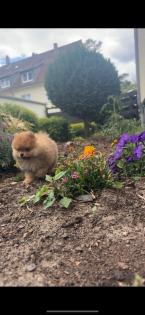 Teddy pomoranian