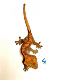 Kronengeckos Rhacodactylus syn. Correlophus ciliatus