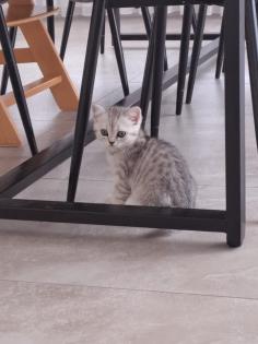 Britischkurzhaar Katzen Babys suchen ein Zuhause
