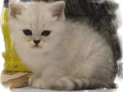 2 Exotic Shorthair Jungs in Silver shaded