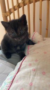 BKH Kätzchen Kitten Katze