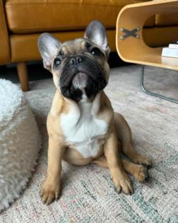 Französische Bulldogge Welpe