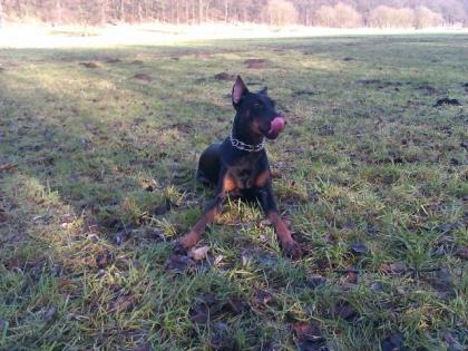 Dobermannhündin kupiert 1 jahr alt abzugeben