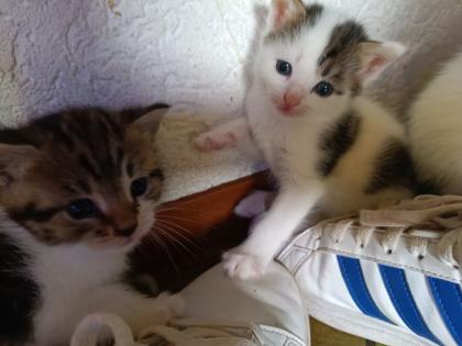 Katzenbabys abzugeben