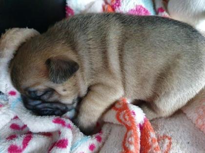 Französische bulldoggen welpen