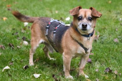 BETI - männlich 6 Jahre 28 cm 5. 5 kg Chihuahua-Dackel-Mix Gechipt