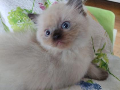 Ragdoll -Persermischlinge