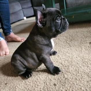 Französische Bulldoggenwelpen abzugeben.
