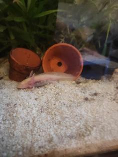 Axolotl jungtiere suchen ein neues Zuhause