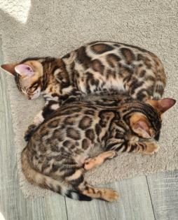 Bengal Kitten mit Stammbaum