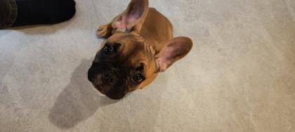 Welpen Französiche Bulldogge