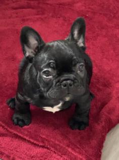 Französische Bulldoggen