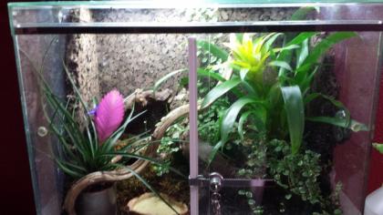 Phyllobates vittatus gestr. Blattsteiger Jungferngeckos abzugeben