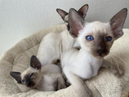 Siamesen kitten kleinen Seelenträger
