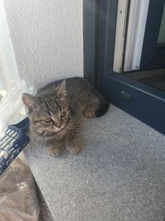 BKH Kitten suchen ein schönes Zuhause