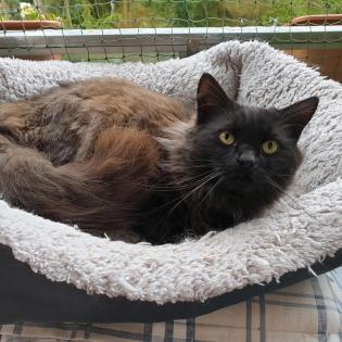 Kater, 1, 5 Jahre alt, Persermischling