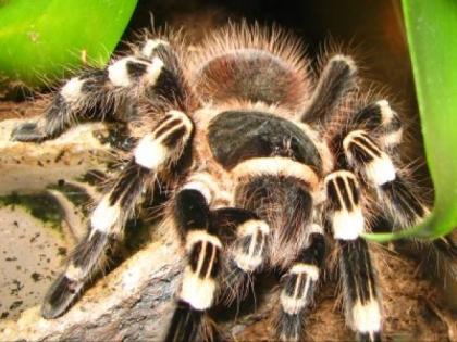 Acanthoscurria geniculata Weibchen