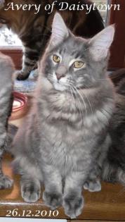 Reinrassiges Maine Coon Kitten Avery