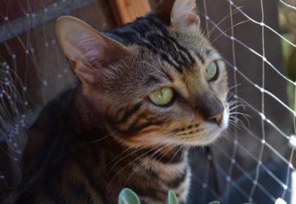 Bengal Kitten mit Stammbaum