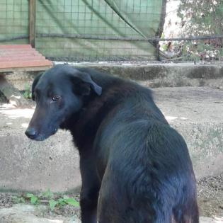Flint sucht ein Zuhause