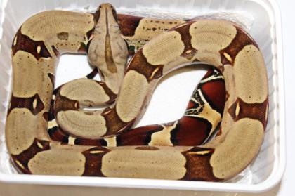 Adulte Boa constrictor / Zuchttiere