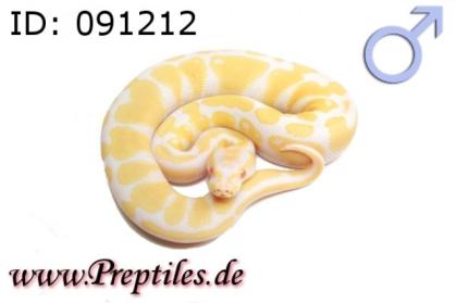 Python regius/Königspython ENZ 2021 abzugeben Albino, Mojave.