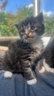 4 maine coon mix kätzchen