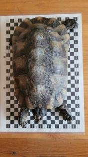 Testudo Marginata NZ 2014