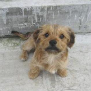 Welpe Rico sucht zu Hause Tierschutzhunde