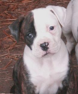 American Bulldog Welpen Bully Typ