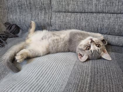 BKH Kitten abholbereit