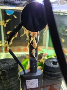 Gold gelbe l144 welse keine albinos
