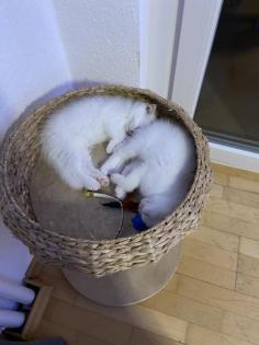 SF/BKH Kitten weiblich weiß