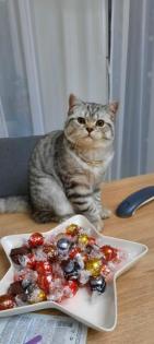 Deckkater BKH Mix