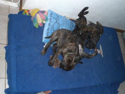 Bullmastiff - Welpen