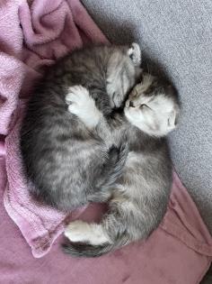 BKH mix Kitten 2 Monaten alt