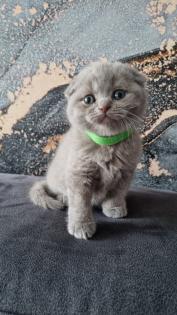 Süsse BKH Kitten Mix suchen neues Zuhause