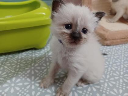 Heilige Birma Kitten