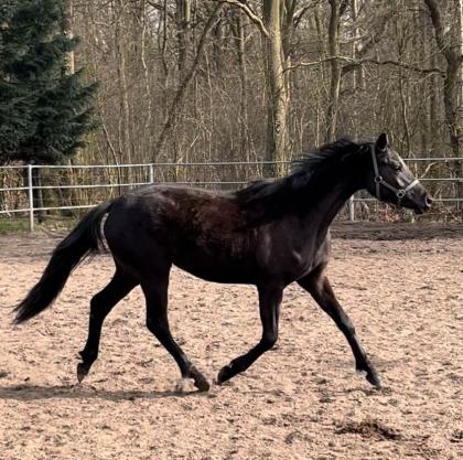 Warmblut 3 jährige Stute von Ivanhoe Dressur