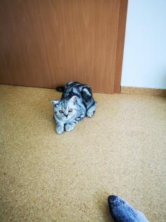 Reinrassige BKH Kitten suchen dich